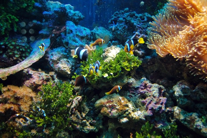 Dive Into Adventure – Aquarium
